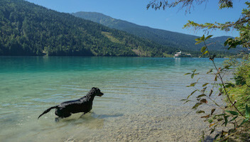 In diesen Unterkünften ist ein Urlaub mit Hund in Kärnten möglich